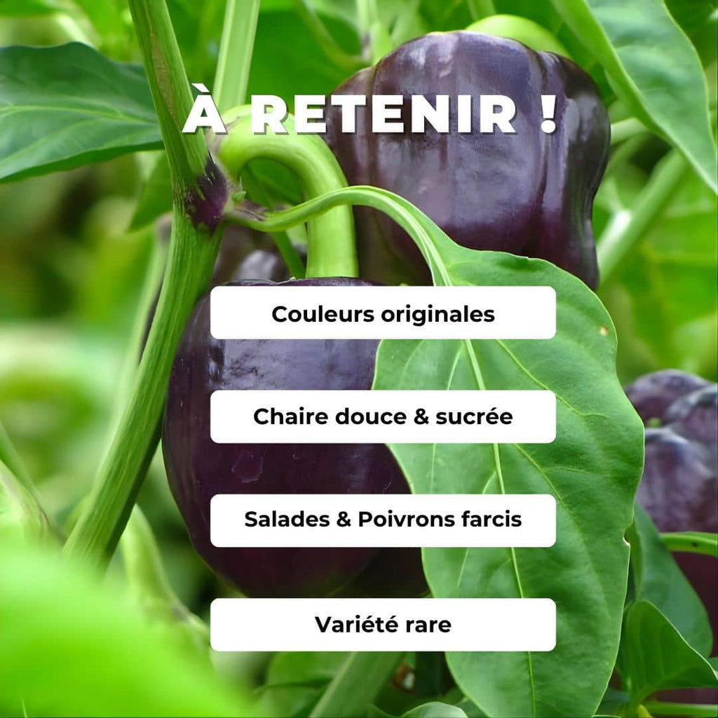 graines de Poivron violet Oda plantes potagères rares comment semer et cultiver