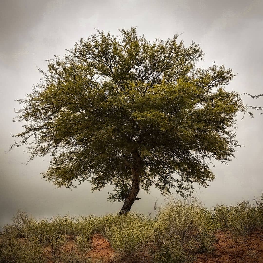 graines de Senegalia senegal acacia du sénégal arbres africains rares monde vegetal