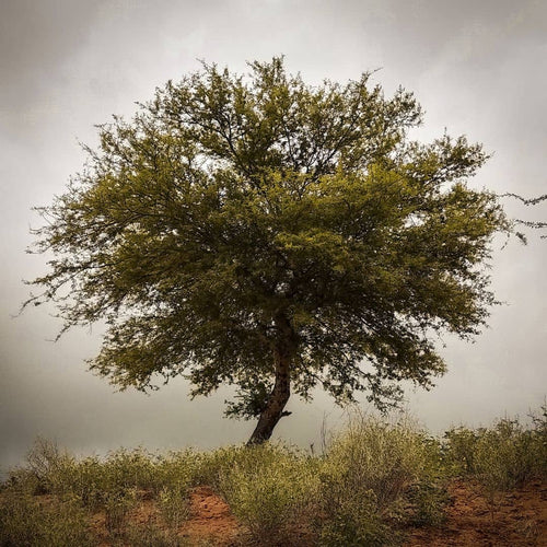 graines de Senegalia senegal acacia du sénégal arbres africains rares monde vegetal