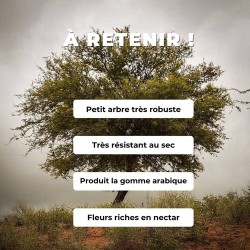 graines de Senegalia senegal acacia du sénégal arbres africains rares monde vegetal comment semer et cultiver cet arbre du sahel