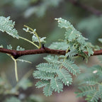 graines de Senegalia senegal acacia du sénégal pour la gomme arabique