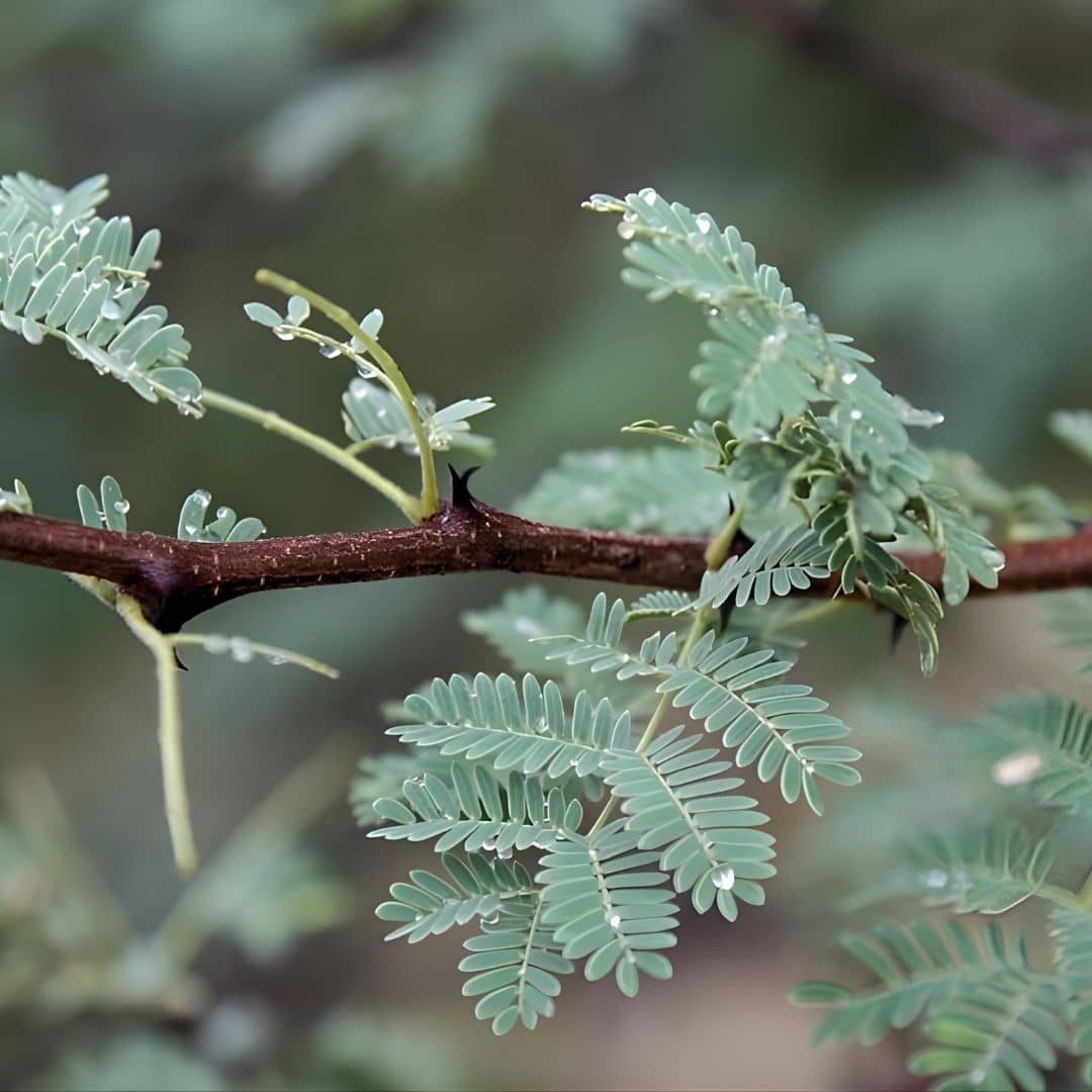 graines de Senegalia senegal acacia du sénégal pour la gomme arabique