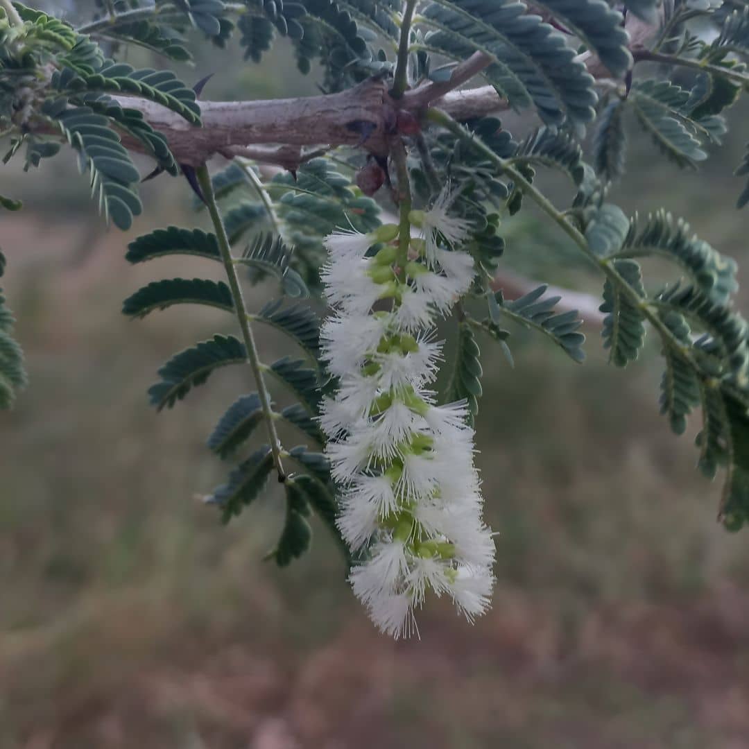 graines de Senegalia senegal acacia du sénégal pour la gomme arabique et ses fleurs riches en nectar
