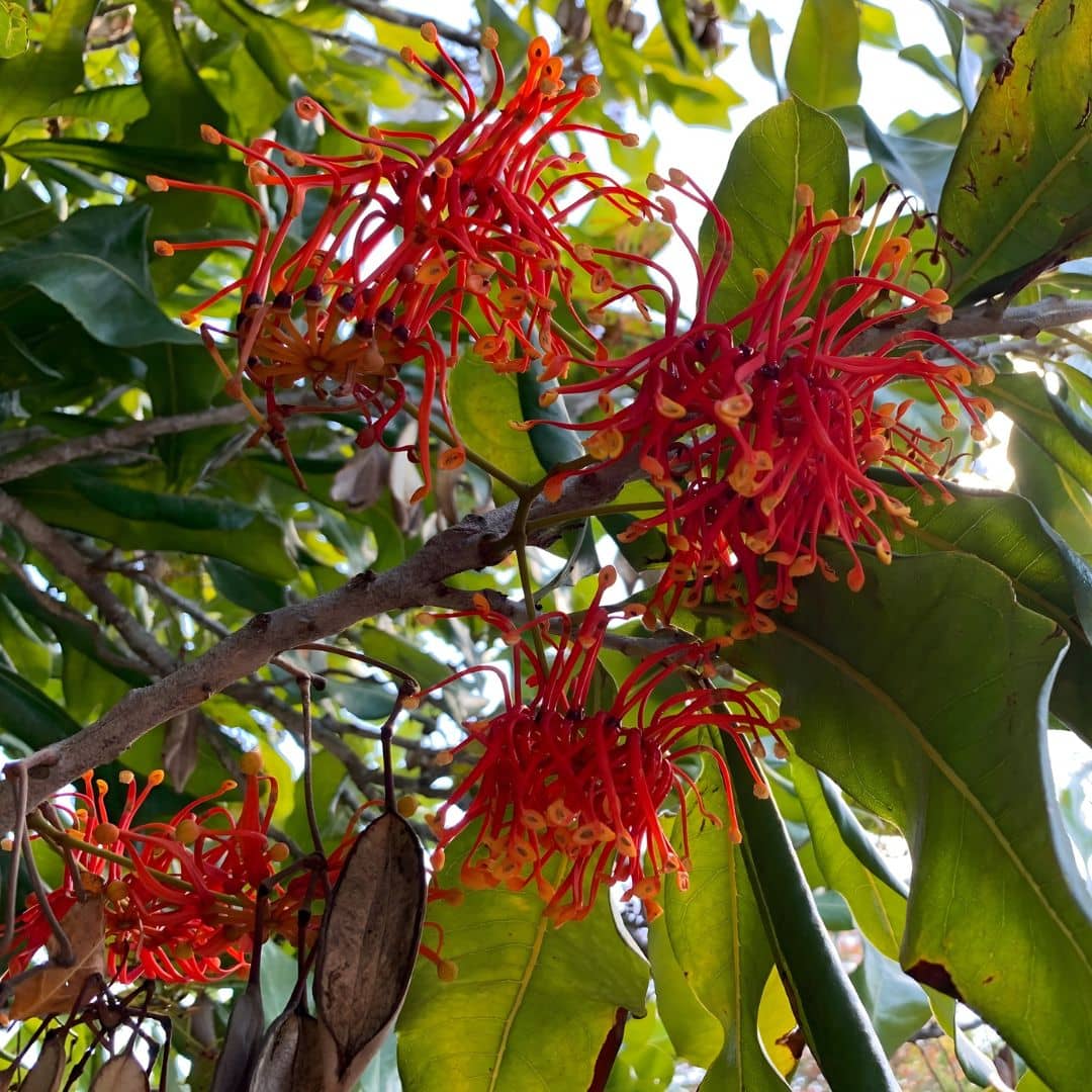 graines de Stenocarpus sinuatus à faire germer pour cultiver des plantes rares