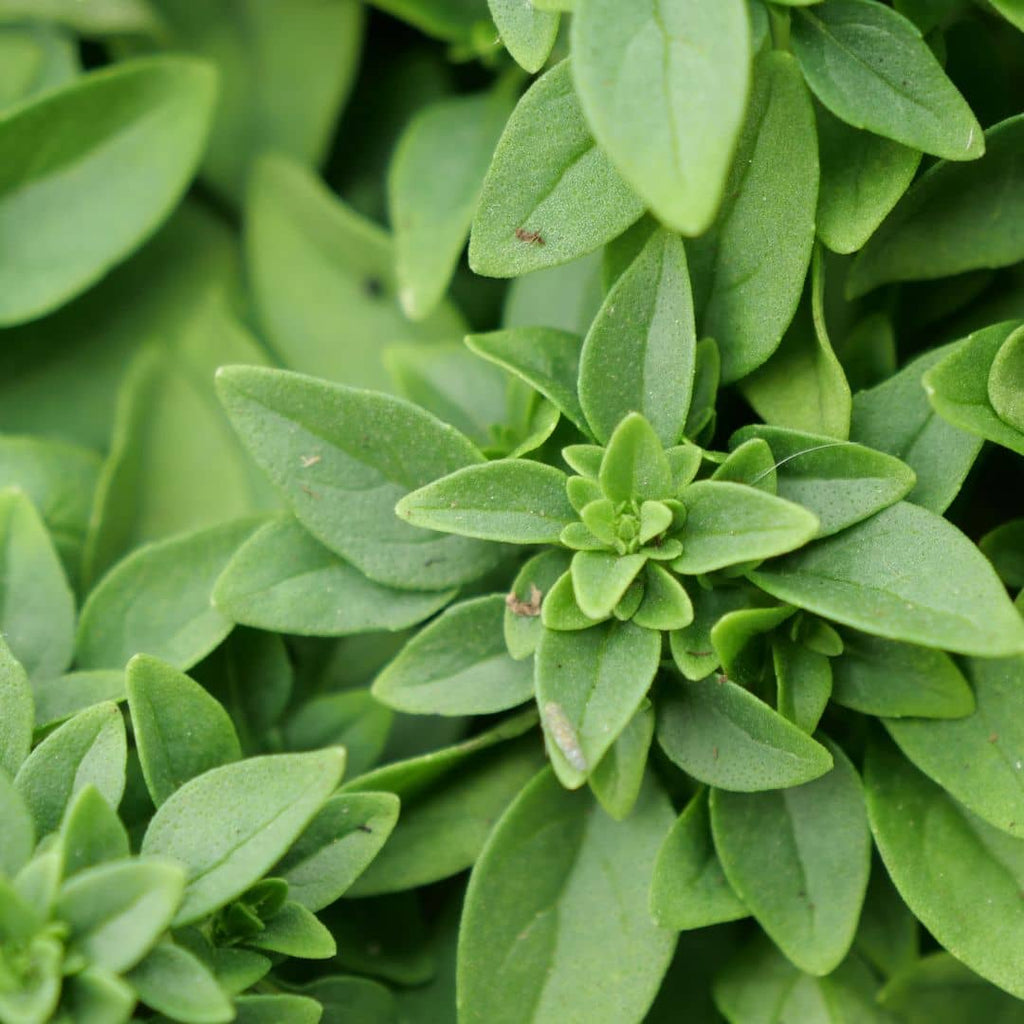 graines de basilic fin vert plus comment le cultiver le récolter et l'arroser monde végétal
