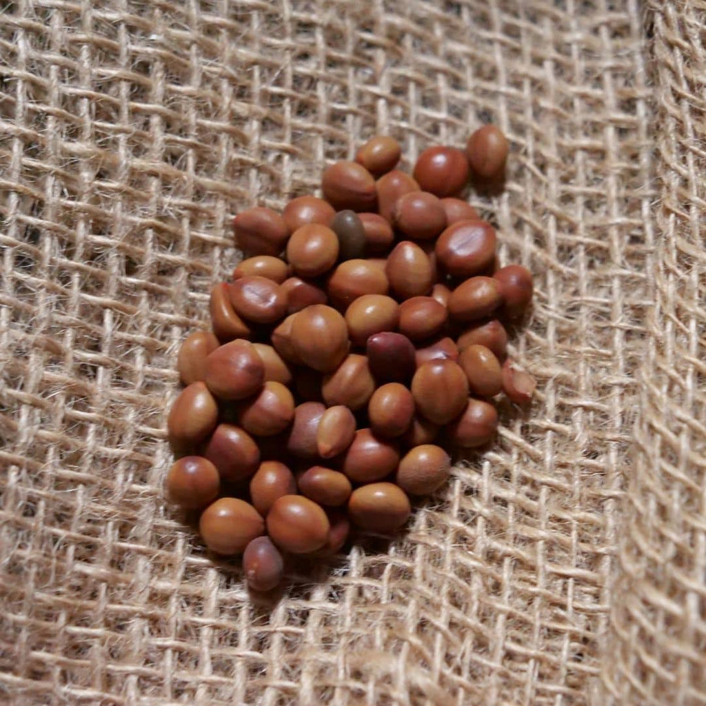 graines de cassia javanica nodosa arbre à pluie rose comment faire germer et cultiver cet arbre tropical rare