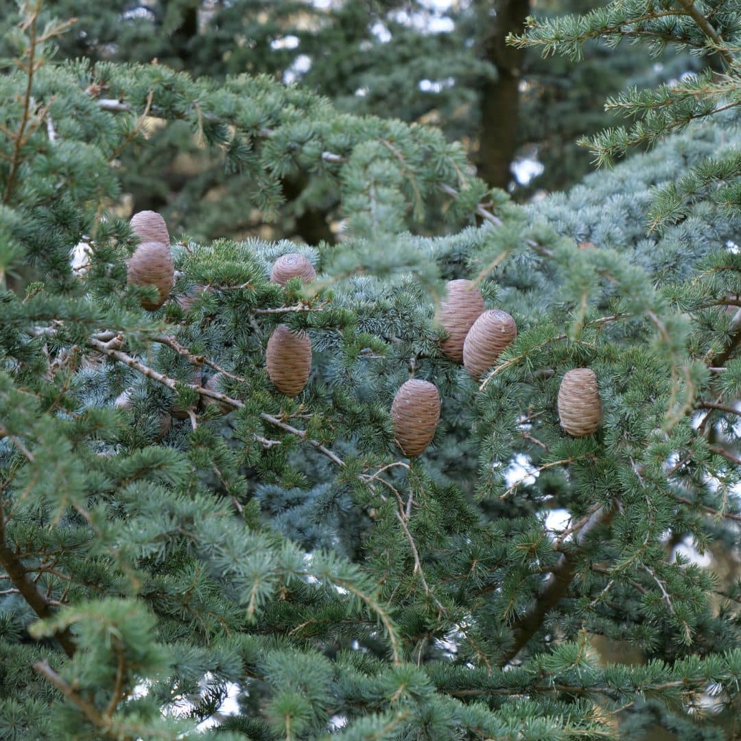 graines de cedre de l'atlas cedrus atlantica à semer avec les conseils de culture de monde vegetal