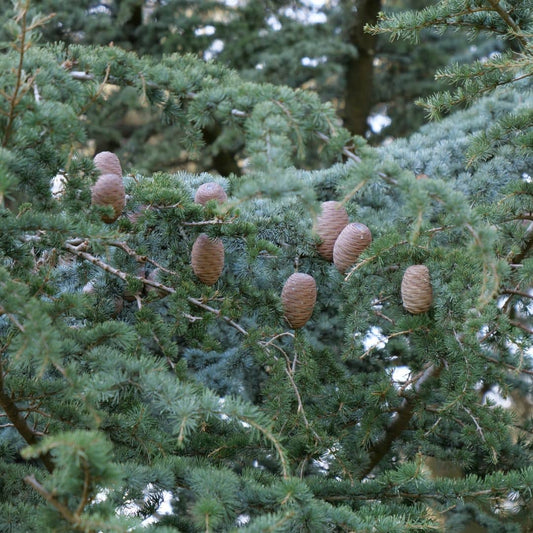 graines de cedre de l'atlas cedrus atlantica à semer avec les conseils de culture de monde vegetal
