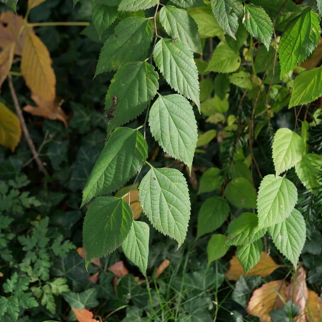 graines de celtis occidentalis à faire germer avec les conseils de culture de monde vegetal
