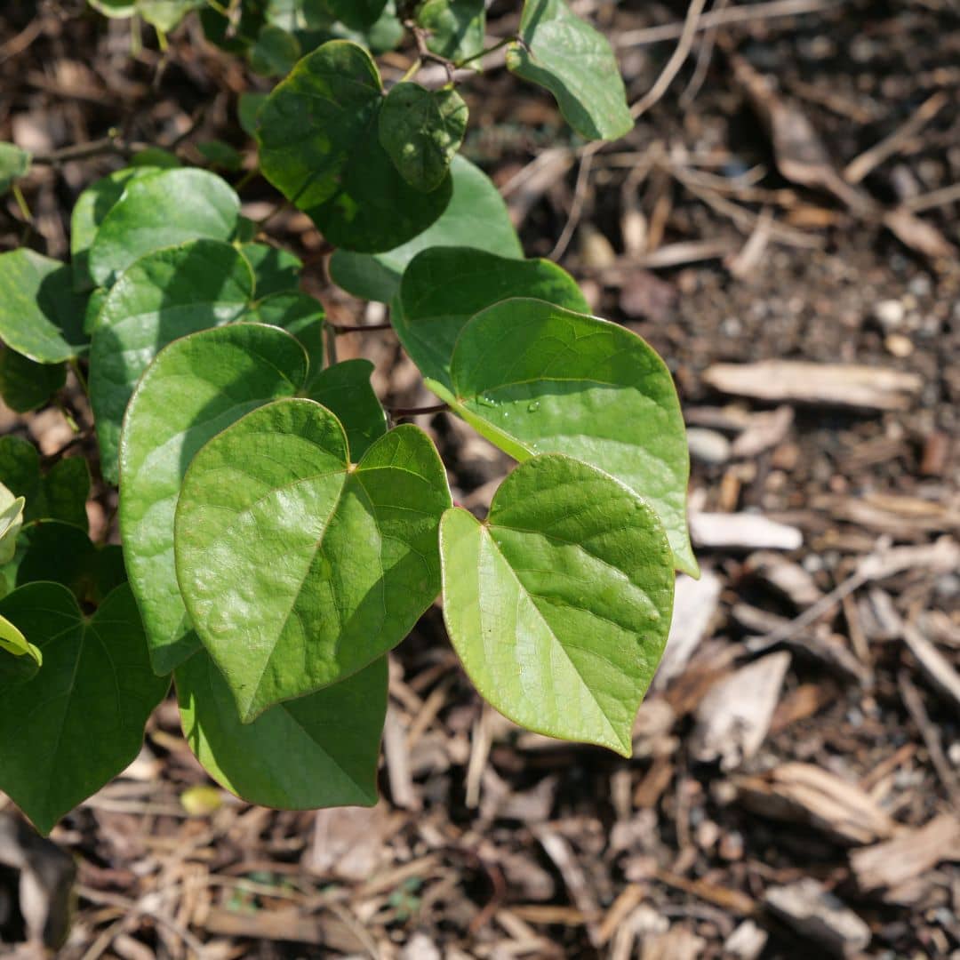 graines de cercis chinensis gainier de chine à semer et planter 