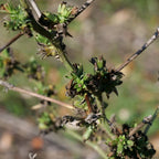 Chicorée sauvage (Cichorium intybus) — photo 3