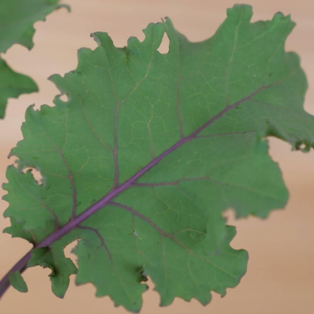 graines de chou kale rouge scarlet à semer et planter