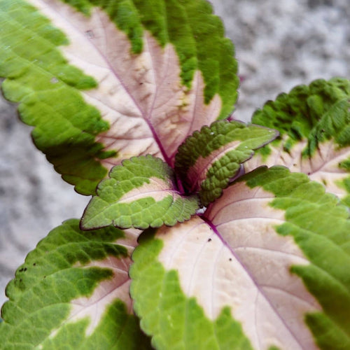graines de coleus blumei en couleur mix rouge et jaune à planter au jardin