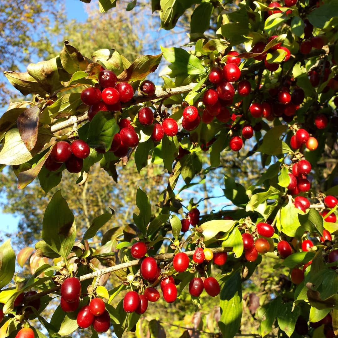 graines de cornus mas cornouiller mâle arbuste pour haie champêtre à cultiver pour les oiseaux et pour ses fruits comestibles avec monde vegetal