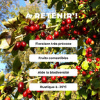 graines de cornus mas cornouiller mâle arbuste pour haie champêtre à cultiver pour les oiseaux et pour ses fruits comestibles avec monde vegetal comment semer et cultiver