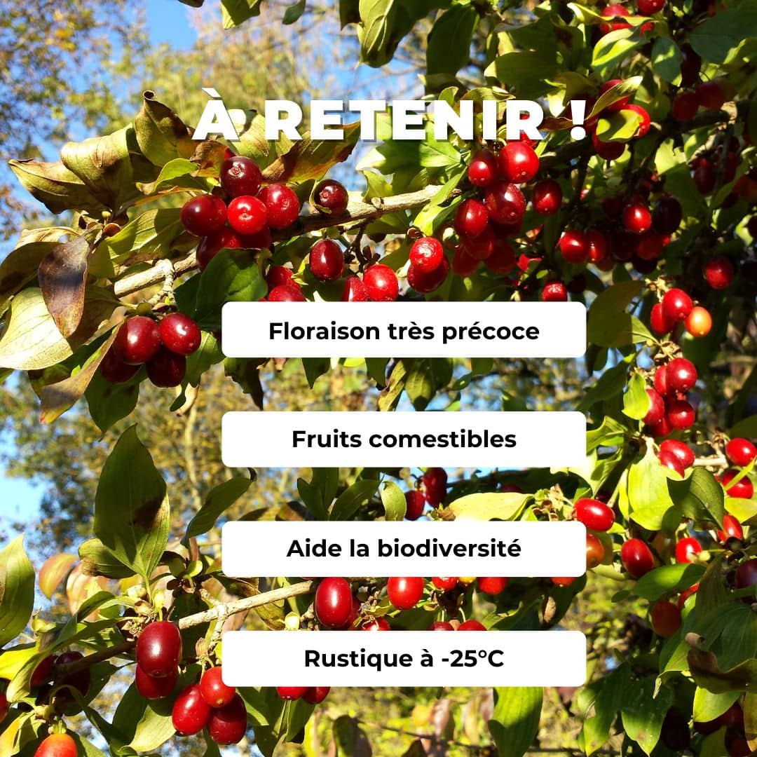 graines de cornus mas cornouiller mâle arbuste pour haie champêtre à cultiver pour les oiseaux et pour ses fruits comestibles avec monde vegetal comment semer et cultiver