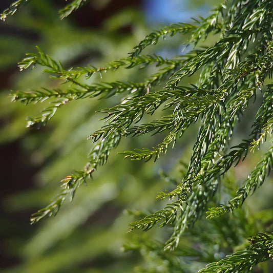 graines de cryptomeria japonica Cèdre du japon  conifères rares monde végétal