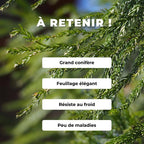 graines de cryptomeria japonica Cèdre du japon  conifères rares monde végétal comment semer et cultiver