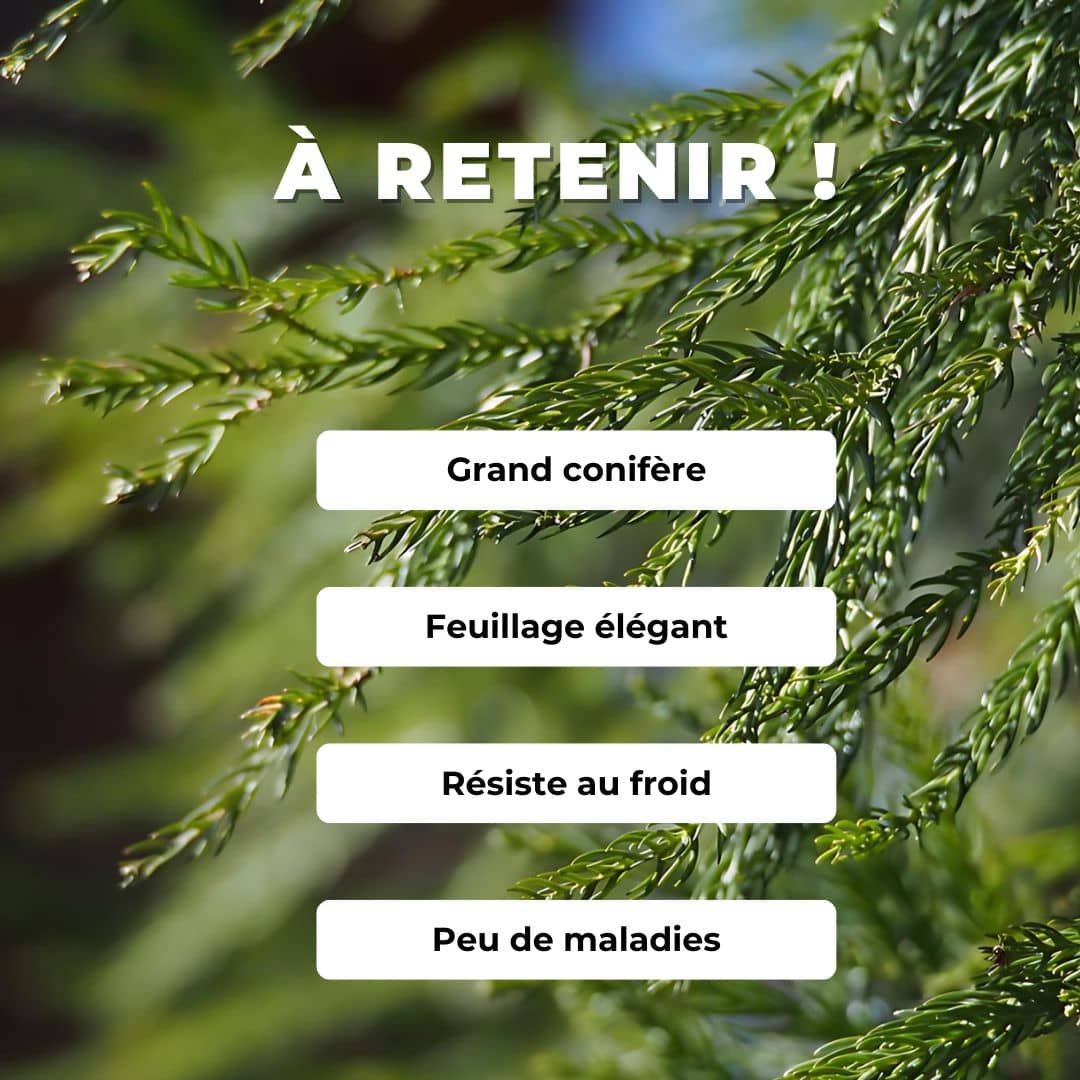 graines de cryptomeria japonica Cèdre du japon  conifères rares monde végétal comment semer et cultiver