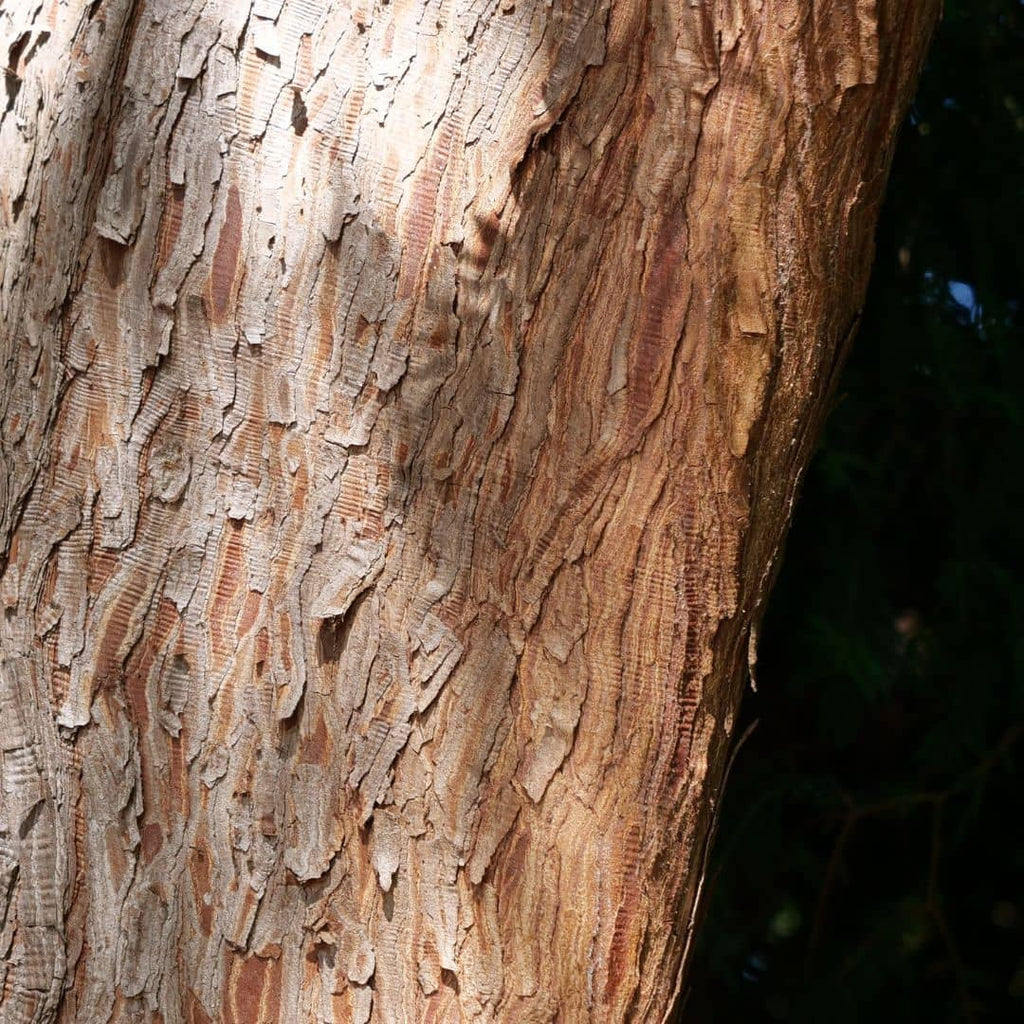 graines de cypres taxodium à semer et cultiver