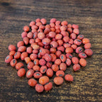 graines de erythrina caffra arbre corail arbre de collection