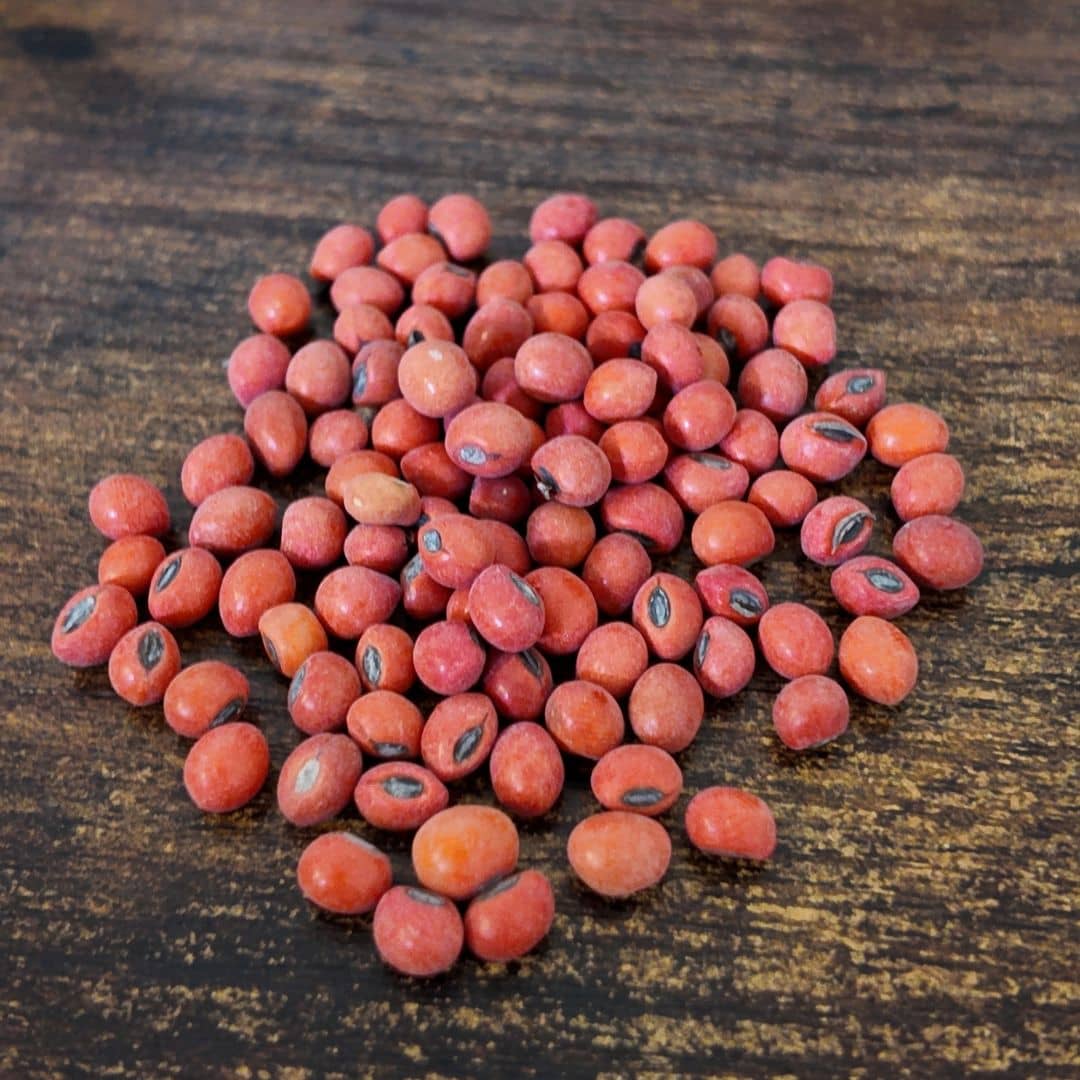 graines de erythrina caffra arbre corail arbre de collection