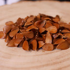 graines de fagus sylvatica hêtre commun grand arbre de sylviculture monde vegetal