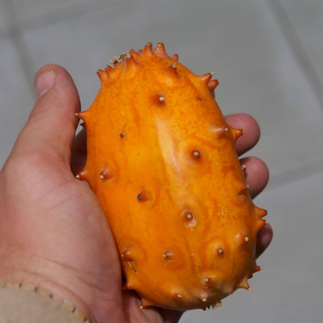 graines de kiwano concombre cornu d'afrique à cultiver