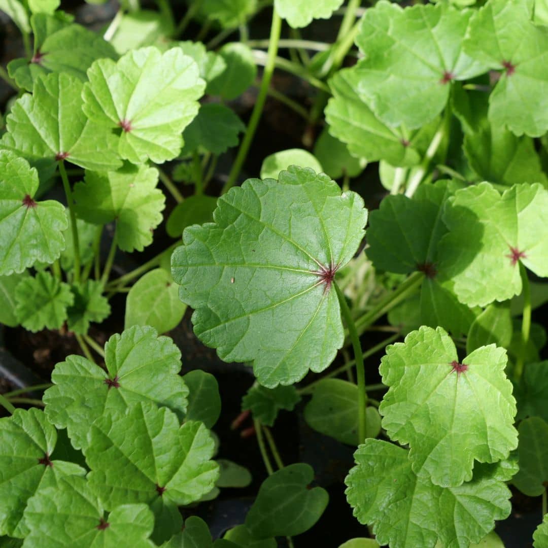 graines de mauve sylvestre mauve commune malva sylvestris à semer et récolter
