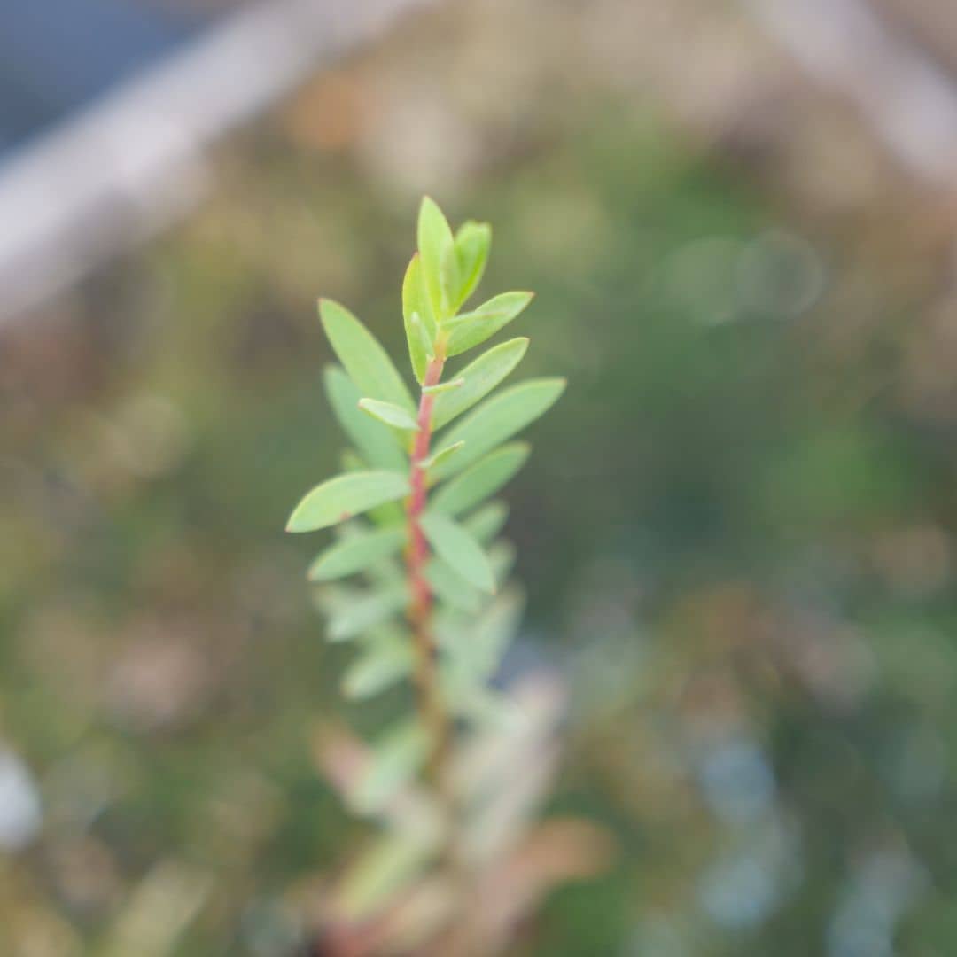 graines de melaleuca acuminata qui a germé et produit un jeune plantule