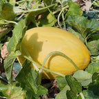 graines de melon jaune canari cucumis melo à cultiver au potager