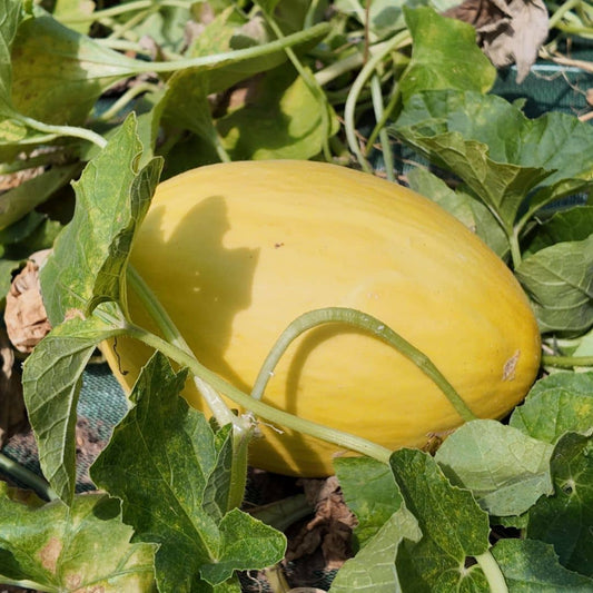 graines de melon jaune canari cucumis melo à cultiver au potager