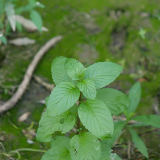 graines de menthe aquatique une variété de menthe pour terrain humide