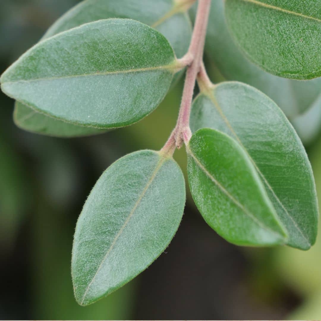 graines de metrosideros tomentosa Pohutukawa arbre de noel de nouvelle zelande à semer et cultiver