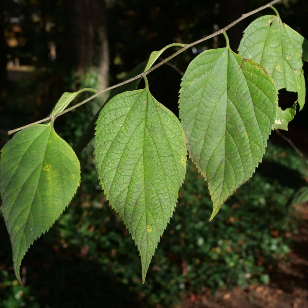graines de micocoulier d'amérique celtis occidentalis arbre à semer avec monde vegetal