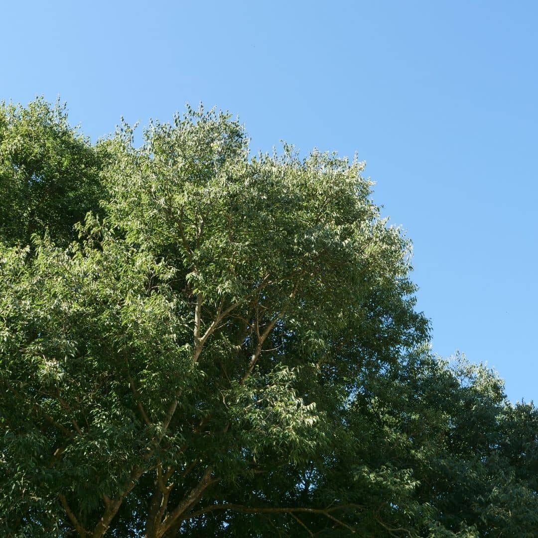graines de micocoulier de provence celtis australis 
