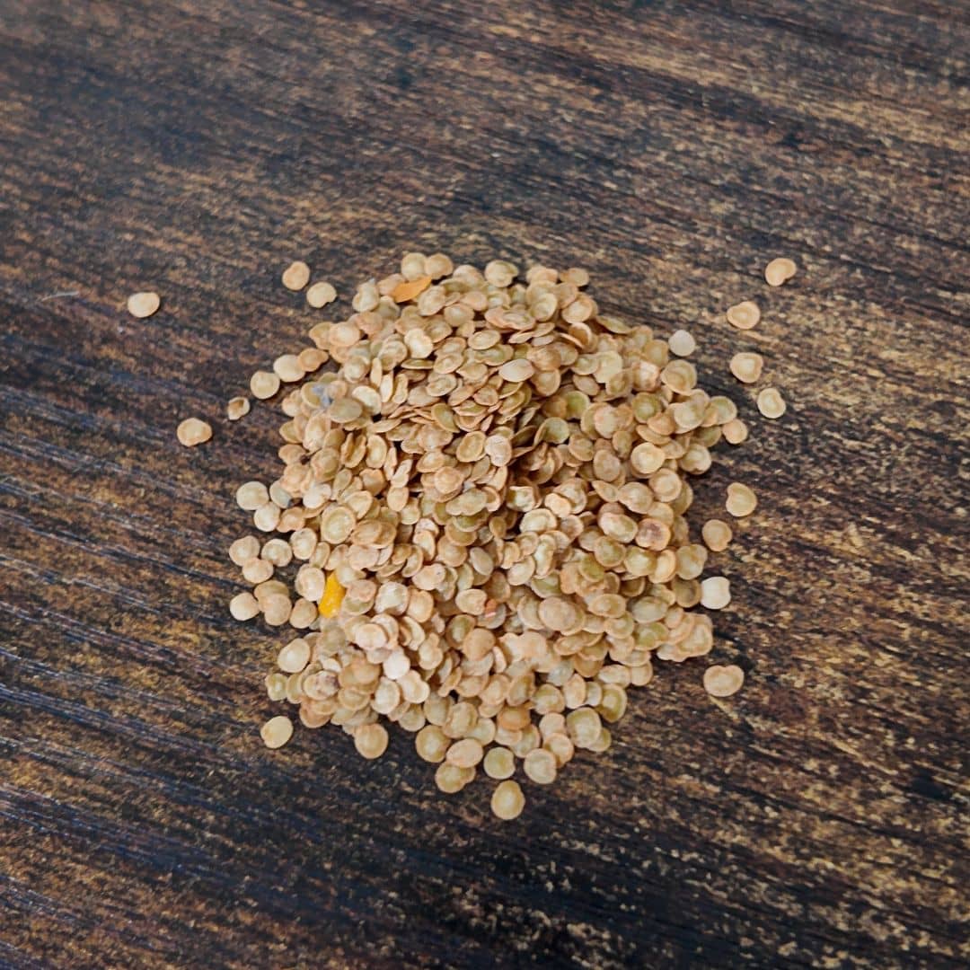 graines de morelle de quito solanum quitoense à cultiver en serre et véranda