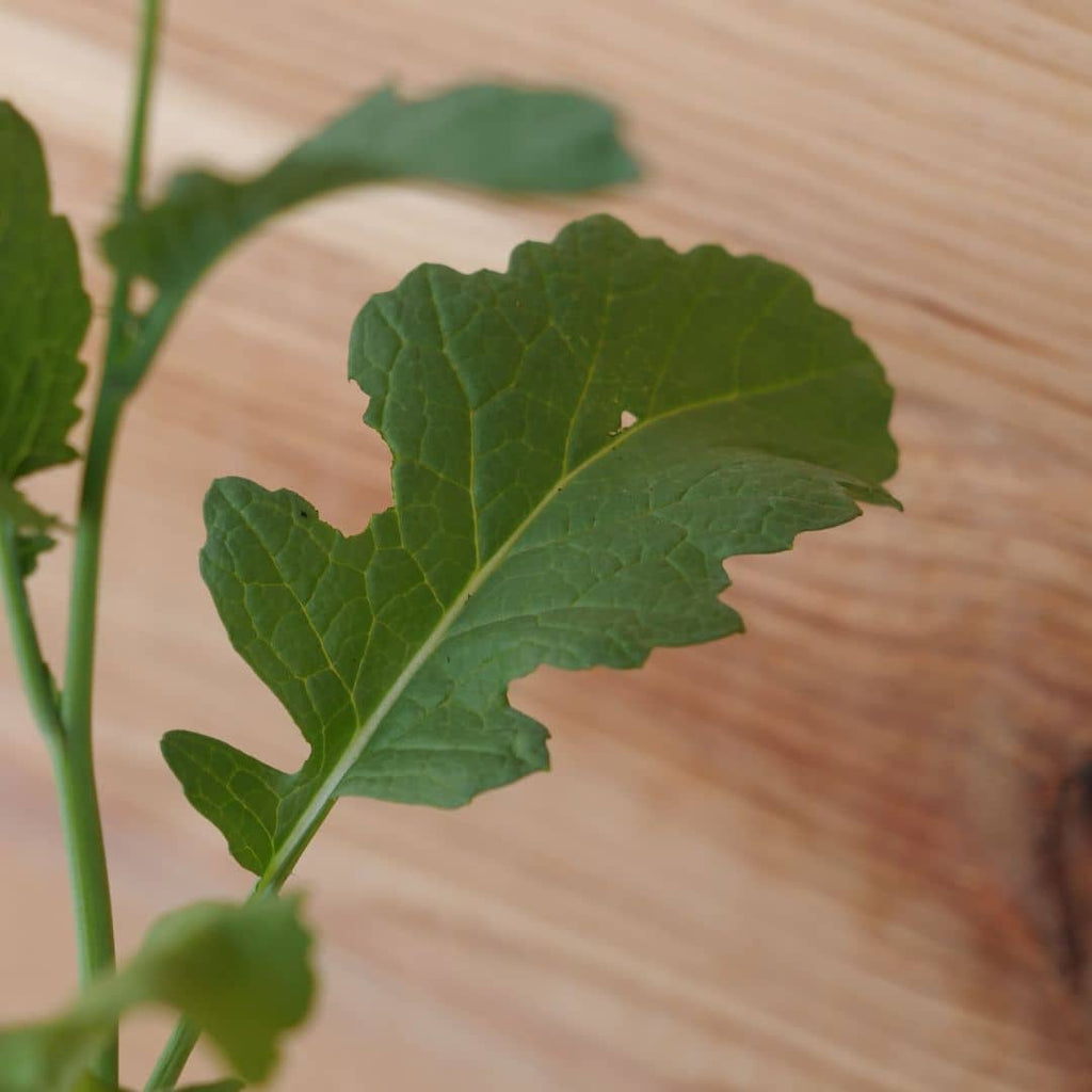 graines de moutarde noire brassica nigra à planter