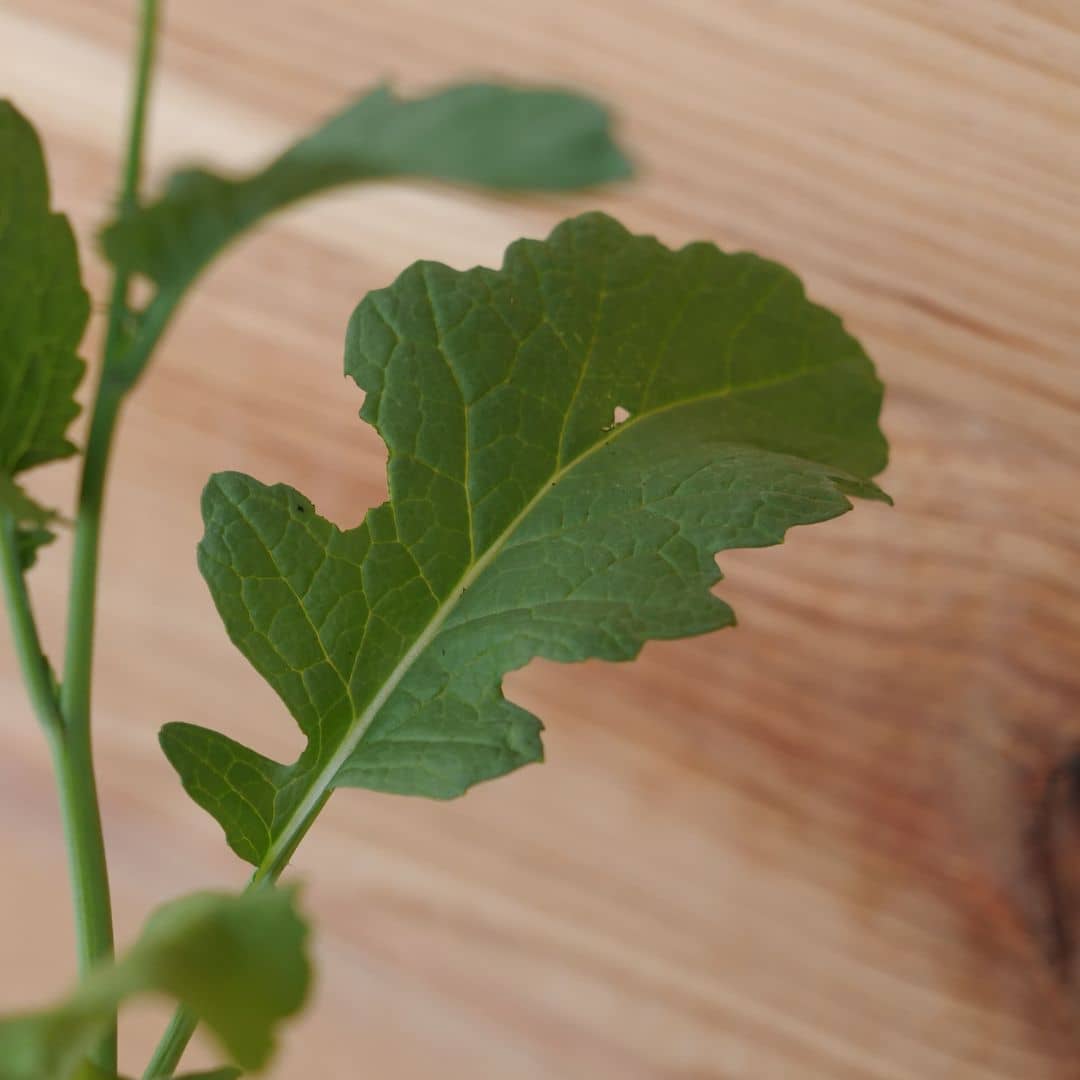 graines de moutarde noire brassica nigra à planter