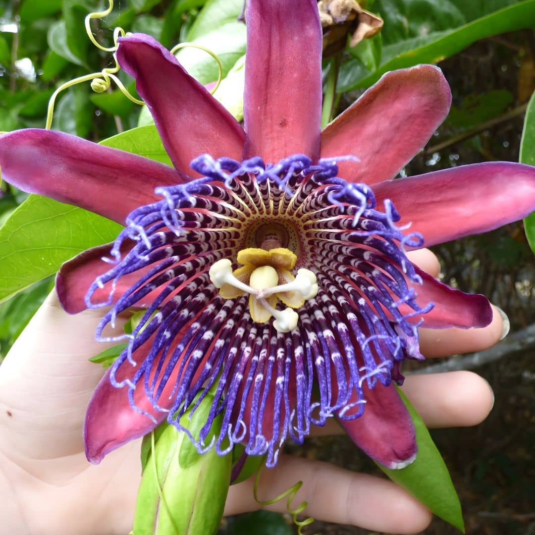 graines de passiflore géante passiflora quadrangularis barbadine géante plantes rares