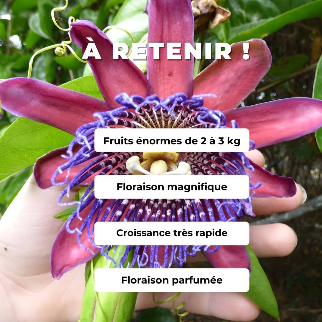 graines de passiflore géante passiflora quadrangularis barbadine géante plantes rares comment semer et cultiver