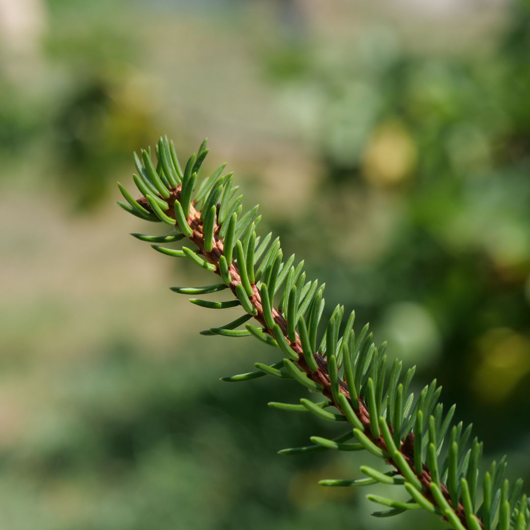 graines de picea abies à planter pour cultiver ce grand conifère