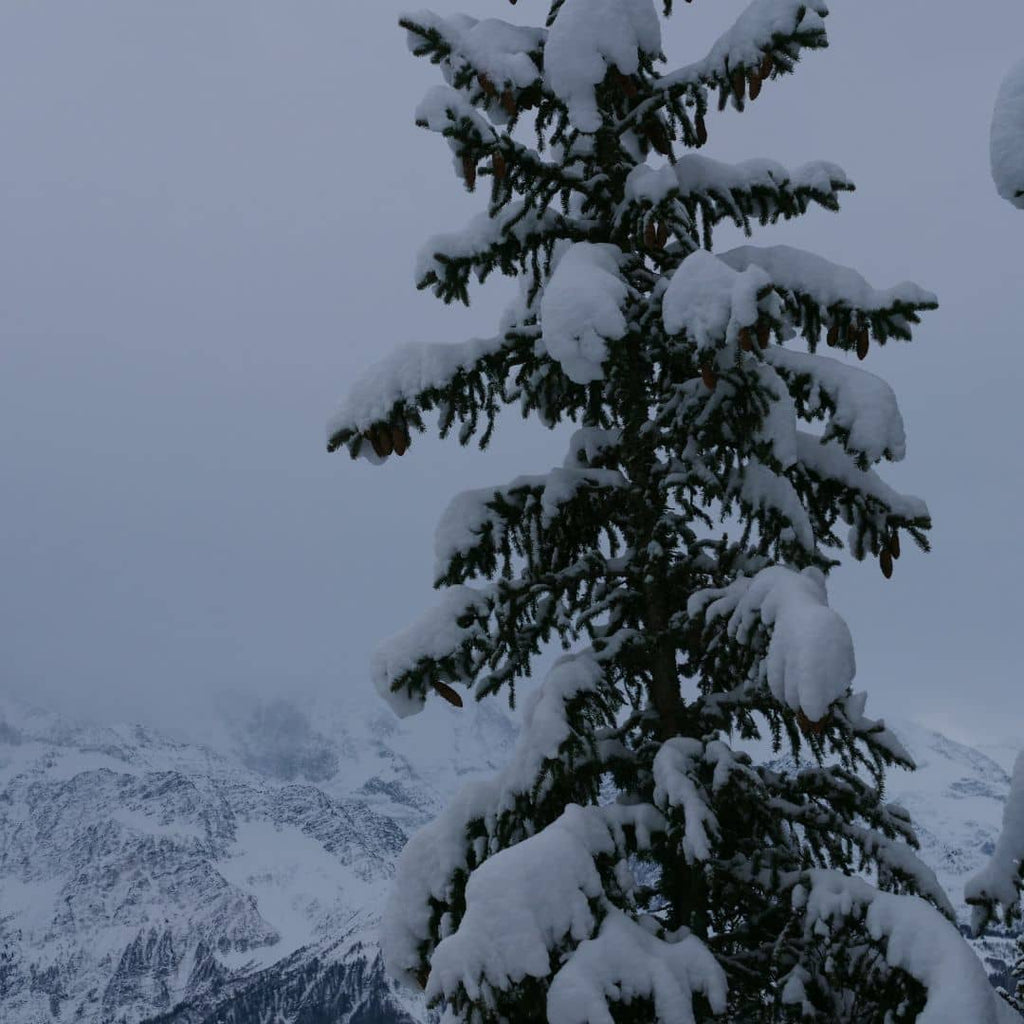 graines de picea abies epicea commun a semer avec les conseils de culture de monde vegetal