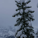 graines de picea abies epicea commun a semer avec les conseils de culture de monde vegetal
