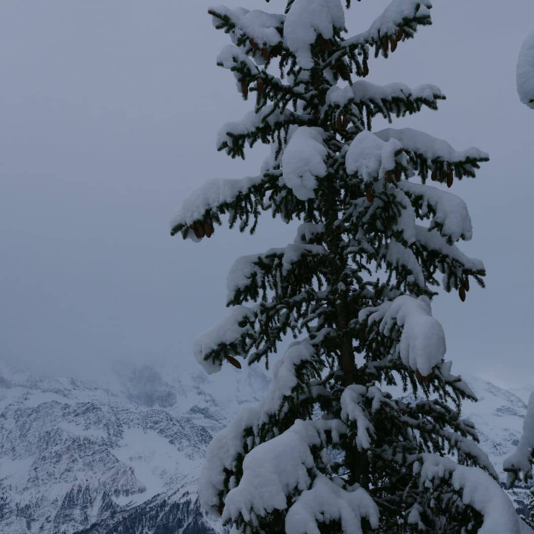 graines de picea abies epicea commun a semer avec les conseils de culture de monde vegetal