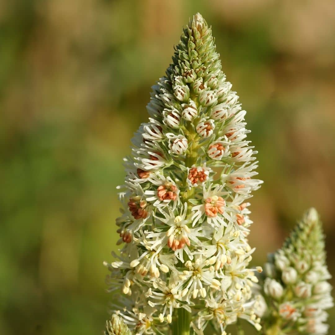 graines de réséda blanc reseda alba plante pour talus et terrains secs