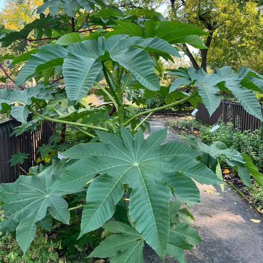 graines de ricin ricinus communis plantes rares monde vegetal