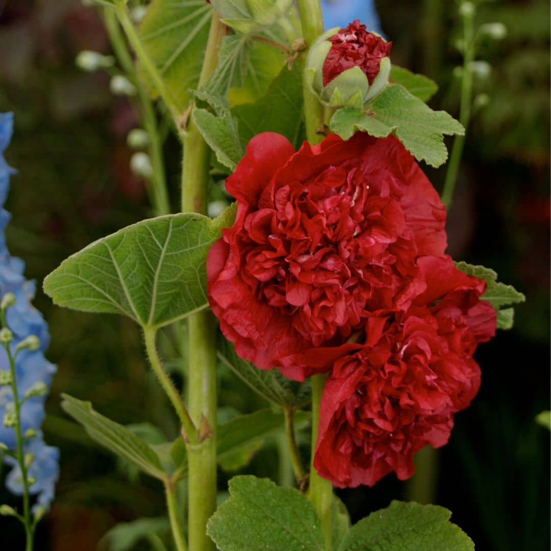 graines de rose trémière rouge à fleurs doubles alcea rosea scarlet à semer et faire pousser avec les conseils de culture de monde vegetal