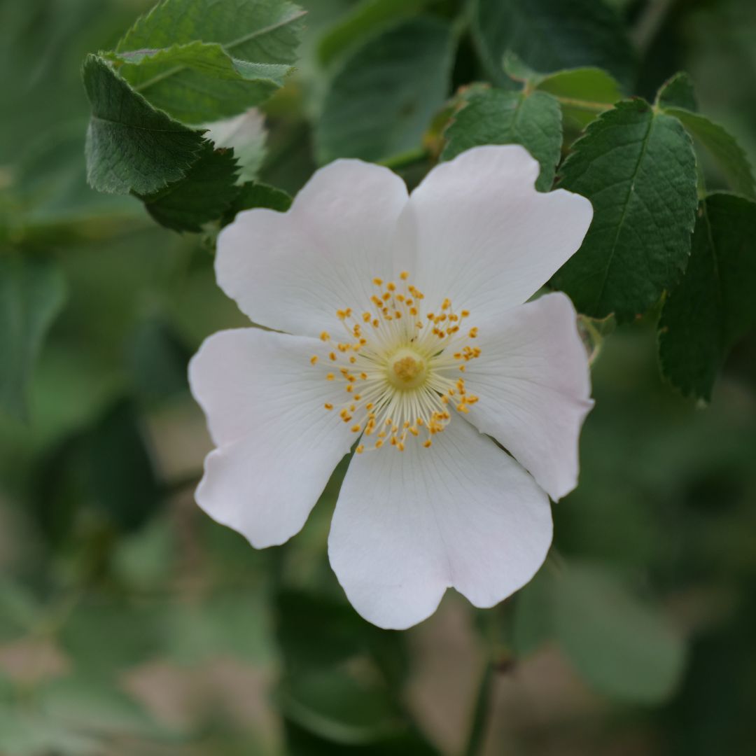 graines de rosier sauage pour porte greffe et haies champêtre rosa canina de monde vegetal