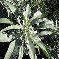graines de salvia apiana cultiver la sauge blanche 